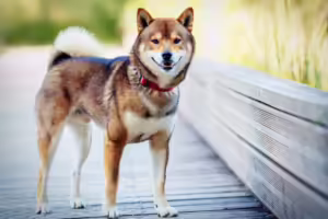 ▷ Todas las Entradas » 2025 Uriel N Peñaloza 🥇 Un importante inversor de Shiba Inu mueve 100 mil millones de tokens a Gemini