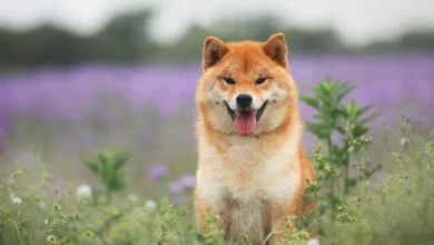 Los seguidores de Shiba Inu han quemado 87 millones de tokens