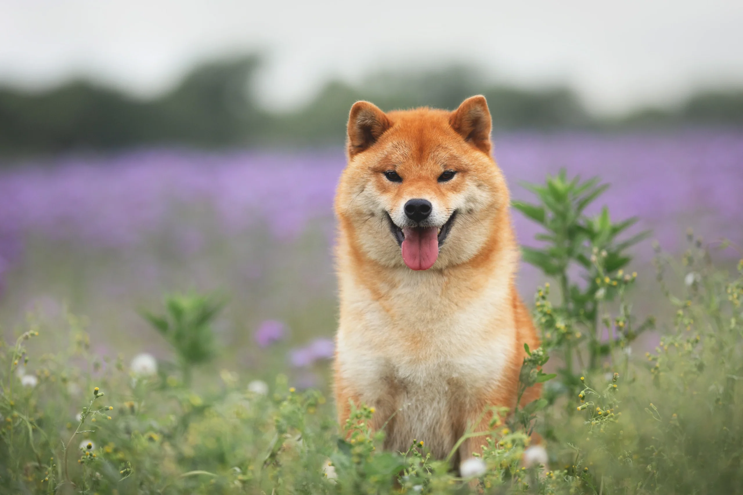 Los seguidores de Shiba Inu han quemado 87 millones de tokens