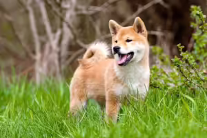 ▷ Todas las Entradas » 2025 Uriel N Peñaloza 🥇 Las ballenas de Shiba Inu han comenzado a vender sus tenencias