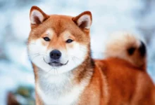 shiba inu