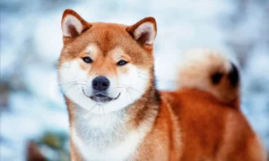 ▷ Todas las Entradas » 2023 Uriel N Peñaloza 🥇 shiba inu