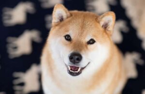 ▷ Todas las Entradas » 2025 Uriel N Peñaloza 🥇 shiba inu