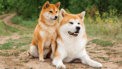 ¿Caída del 50% para Shiba Inu? Las razones ocultas que superan la quema de tokens