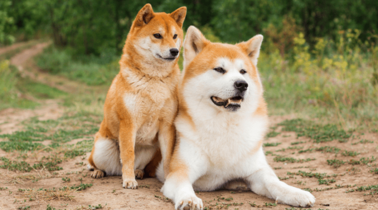 ¿Caída del 50% para Shiba Inu? Las razones ocultas que superan la quema de tokens