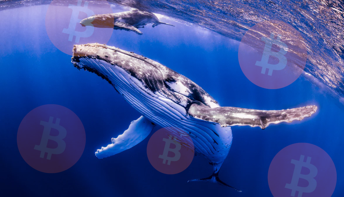 Bitcoin (BTC) recibe unos 100.000 millones de dólares de nuevas mega ballenas