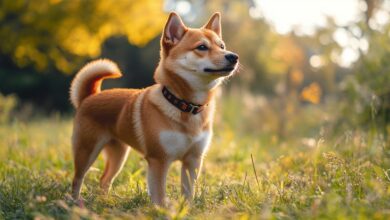 Shiba Inu dispara su tasa de quema un 2000%, ¿Qué puedes esperar para el precio de SHIB?