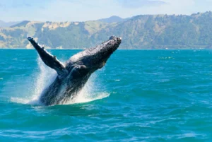 ▷ Todas las Entradas » 2025 Uriel N Peñaloza 🥇 Ballenas de Ethereum comienzan a generar actividad en la red de Ethereum