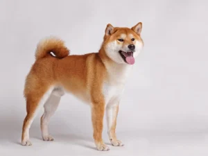 ▷ Todas las Entradas » 2025 Uriel N Peñaloza 🥇 Shiba Inu pierde un 15% de su valor en unas cuantas horas