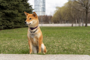 ▷ Todas las Entradas » 2025 Uriel N Peñaloza 🥇 shiba inu