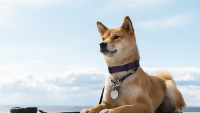 Shiba Inu (SHIB) lanza importante advertencia a su comunidad