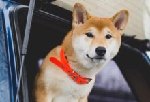 Se han movido al menos 60.9 mil millones de Dogecoin en 24 horas; Las ballenas en acción