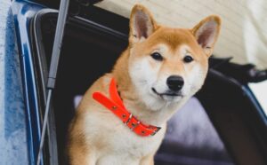 ▷ Todas las Entradas » 2025 Uriel N Peñaloza 🥇 Se han movido al menos 60.9 mil millones de Dogecoin en 24 horas; Las ballenas en acción