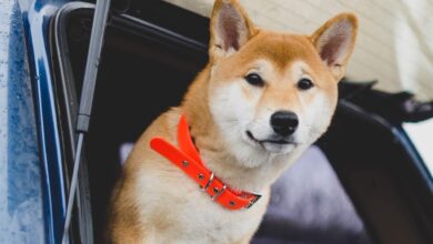 Se han movido al menos 60.9 mil millones de Dogecoin en 24 horas; Las ballenas en acción