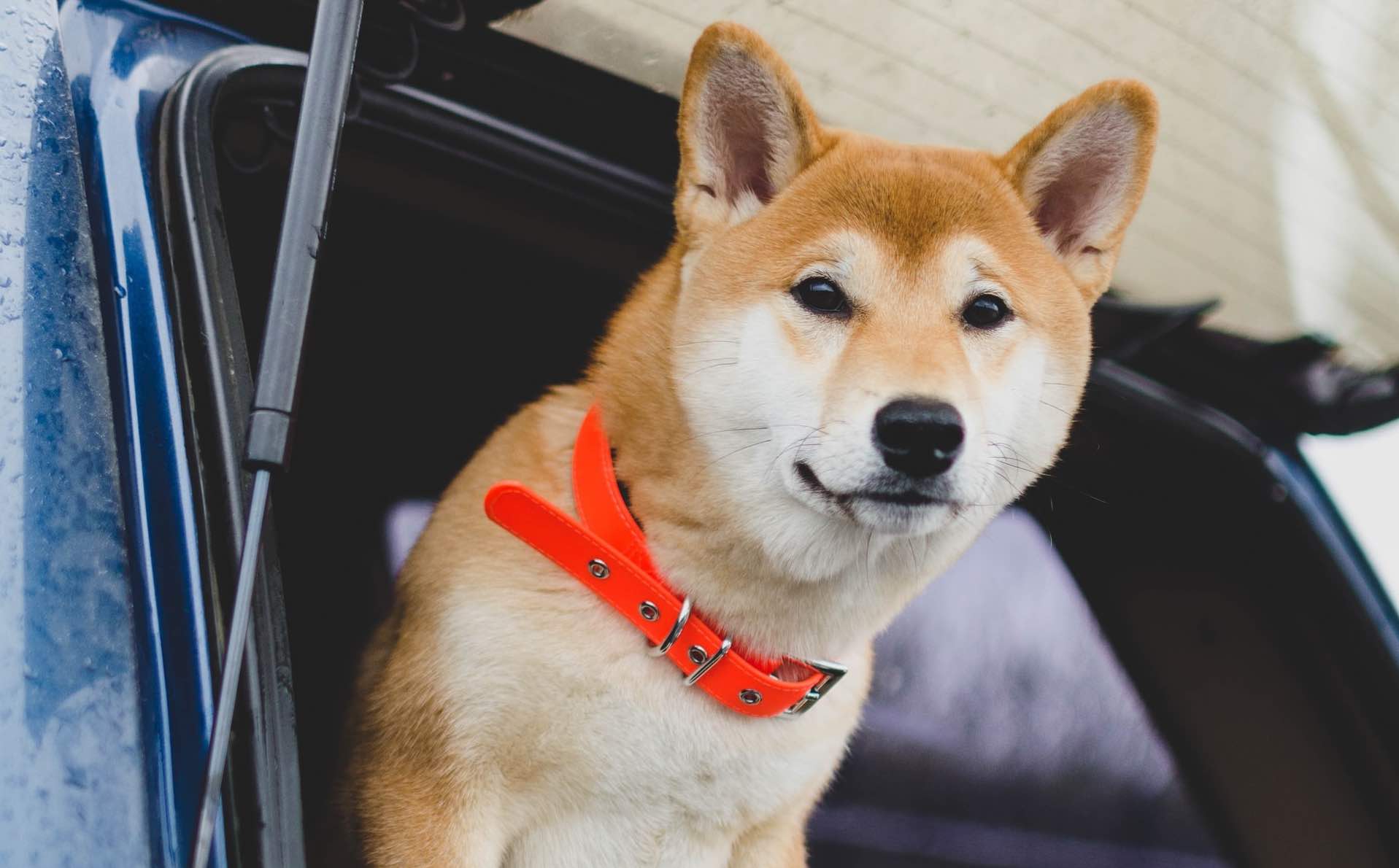 ▷ Se han movido al menos 60.9 mil millones de Dogecoin en 24 horas; Las ballenas en acción » 2025 Uriel N Peñaloza 🥇 Se han movido al menos 60.9 mil millones de Dogecoin en 24 horas; Las ballenas en acción