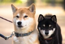 ¡DRAMA para Shiba Inu! Cae la Quema, Ballena se Mueve y el Precio de SHIB Sorprende