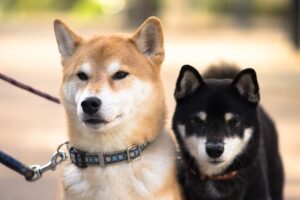 ▷ Todas las Entradas » 2025 Uriel N Peñaloza 🥇 ¡DRAMA para Shiba Inu! Cae la Quema, Ballena se Mueve y el Precio de SHIB Sorprende