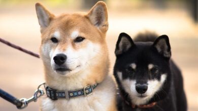 ¡DRAMA para Shiba Inu! Cae la Quema, Ballena se Mueve y el Precio de SHIB Sorprende