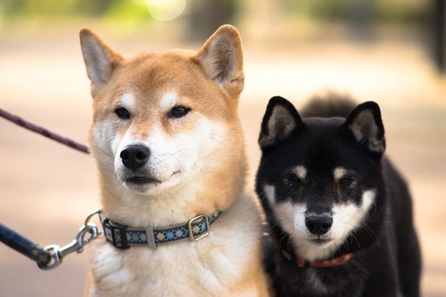 ▷ ¡DRAMA para Shiba Inu! Cae la Quema, Ballena se Mueve y el Precio de SHIB Sorprende » 2025 Uriel N Peñaloza 🥇 ¡DRAMA para Shiba Inu! Cae la Quema, Ballena se Mueve y el Precio de SHIB Sorprende