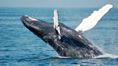 MATIC logra incrementar su precio tras movimientos de ballenas